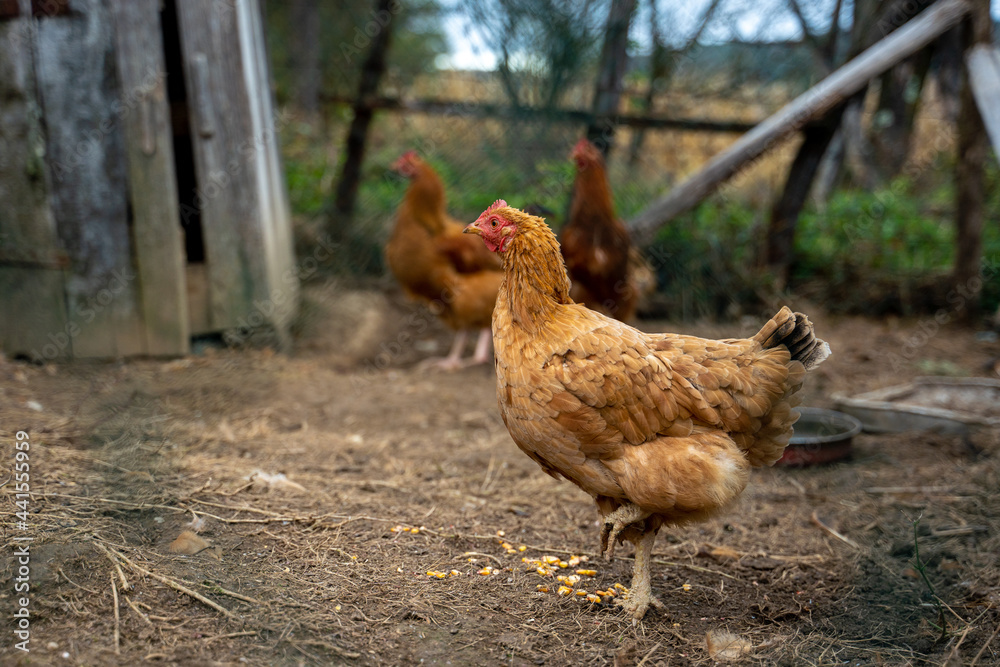 Fototapeta premium Hens roam freely in paddock