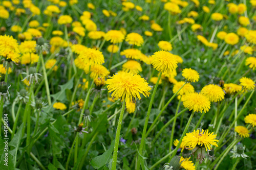 Field of yellow dandelions in spring. Dandelion background with soft diffused focus