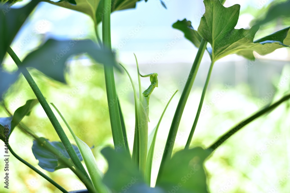 Fototapeta premium Green leaf Monstera plants in nature.