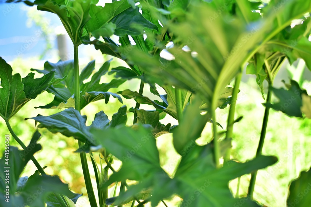 Green leaf Monstera plants in nature. Green leaf Monstera plants in nature.