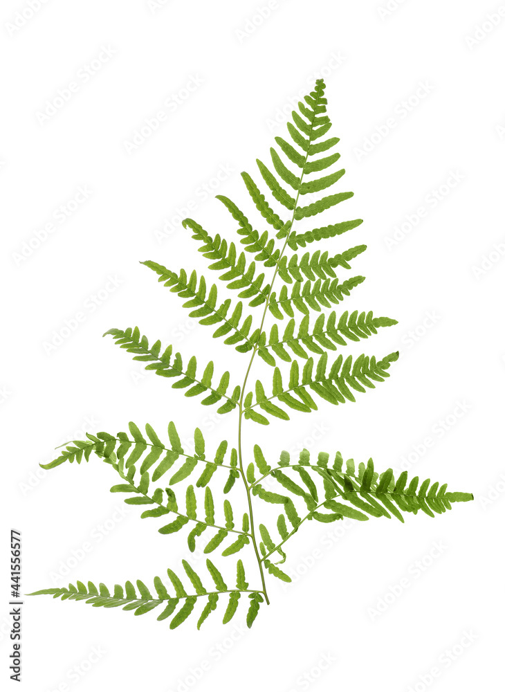 Beautiful tropical fern leaf isolated on white Beautiful tropical fern leaf isolated on white