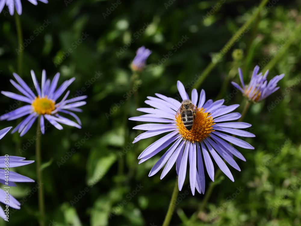 Obraz premium bee on a daisy