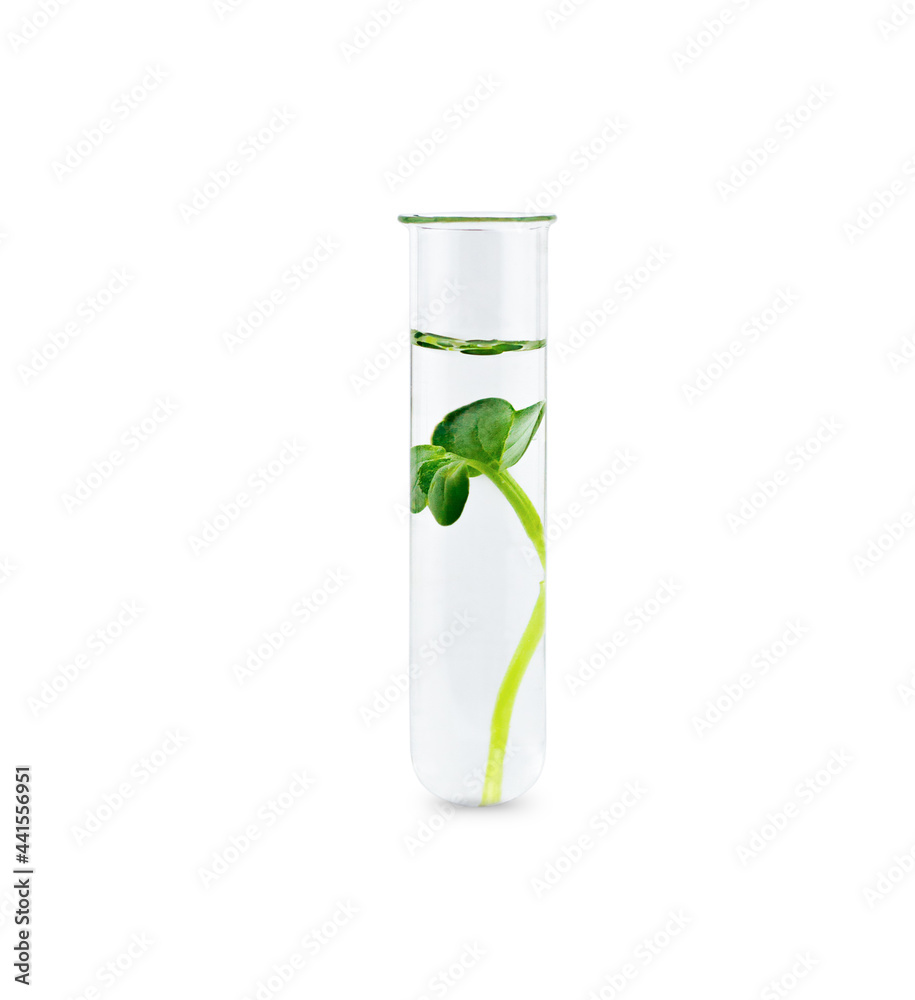 Test tube with young green sprout in liquid isolate on white background Test tube with young green sprout in liquid isolate on white background