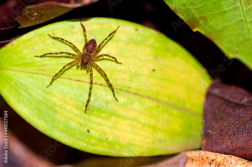 Tropical Spider, Tropical Rainforest, Corcovado National Park, Osa Conservation Area, Osa Peninsula, Costa Rica, Central America, America photo