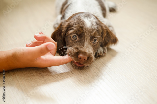 russian spaniel brown merle puppy dog bit the finger play with kid photo