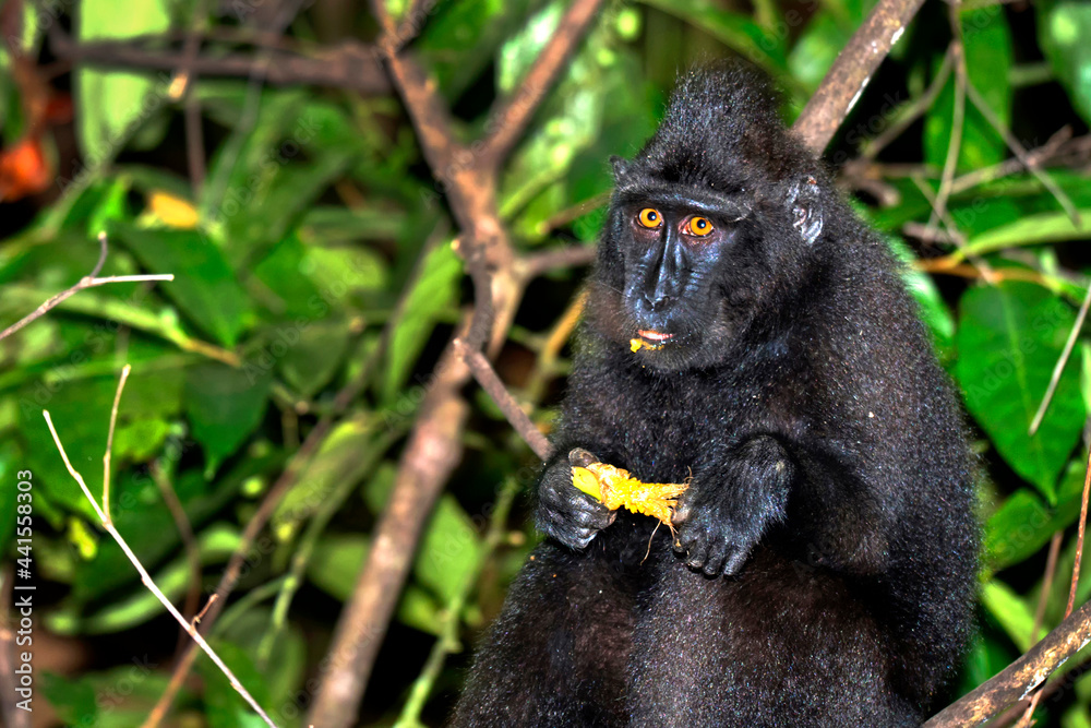 Obraz premium Macaque, Celebes Crested Macaque, Crested Black Macaque, Macaca nigra, Tangkoko Nature Reserve, North Sulawesi, Indonesia, Asia