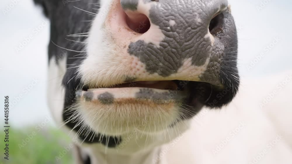 Closeup of Chewing Cow.Nose and Jaw Cows Closeup. Black and White