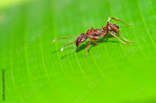 Leafcutter Ant, Tropical Rainforest, Costa Rica, Central America, America © Al Carrera