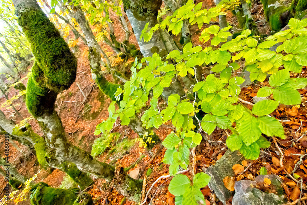 Hayedo de la Pedrosa Beech Forest, Sierra de Ayllon, Segovia, Castile and Leon, Spain, Europe Hayedo de la Pedrosa Beech Forest, Sierra de Ayllon, Segovia, Castile and Leon, Spain, Europe