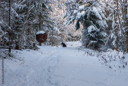 Beautiful forest path with a dog like a wolf in winter on a sunny day