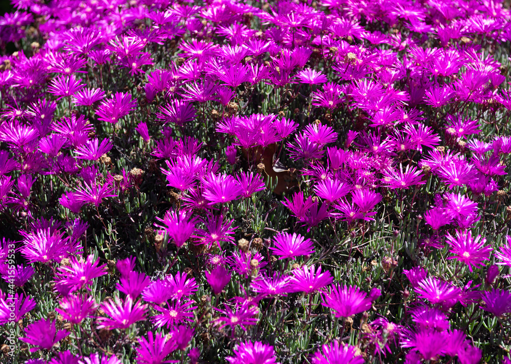Obraz premium Delosperma cooperi. Purple ice plant. Trailing iceplant ground cover. Daisy-like iceplant flowers