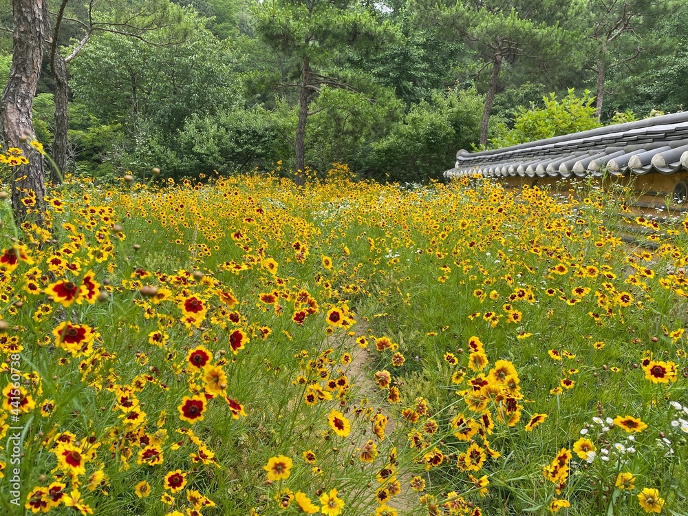 Obraz premium 들꽃이 피어있는 넓은 들판