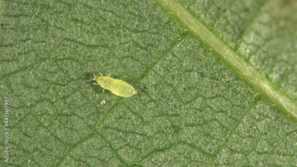 Thysanoptera insect larva or nymph under a microscope. most species of thrips are considered pests of agricultural crops, feeding on plant sap, there are also predatory species.