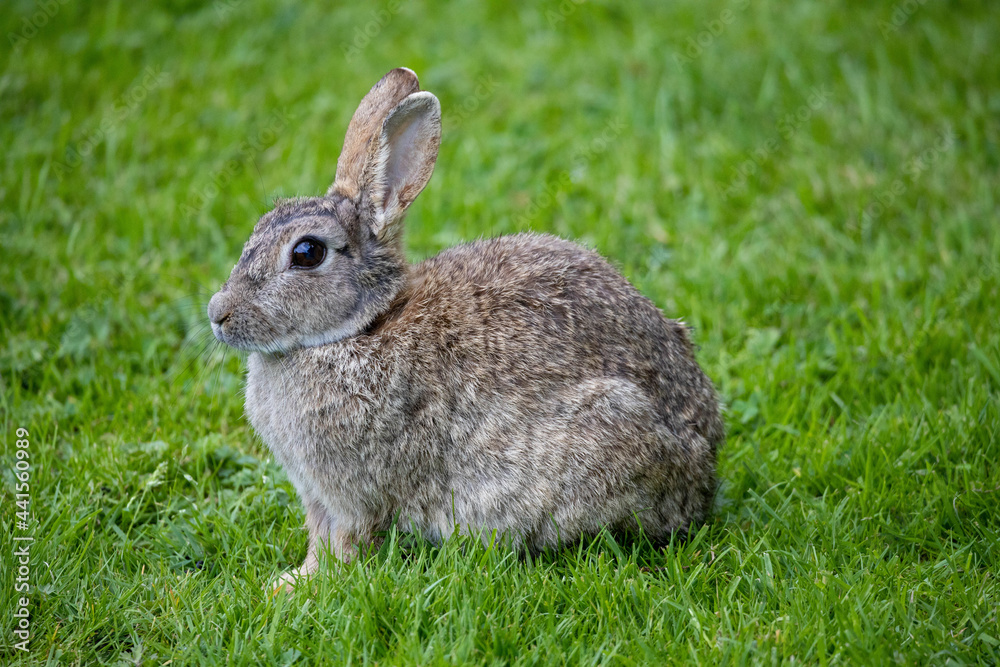 Wild Rabbit in the yorkshire Dales Wild Rabbit in the yorkshire Dales