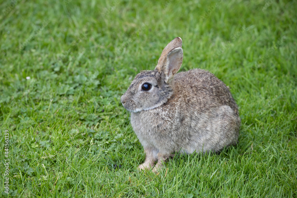 Wild Rabbit in the yorkshire Dales Wild Rabbit in the yorkshire Dales