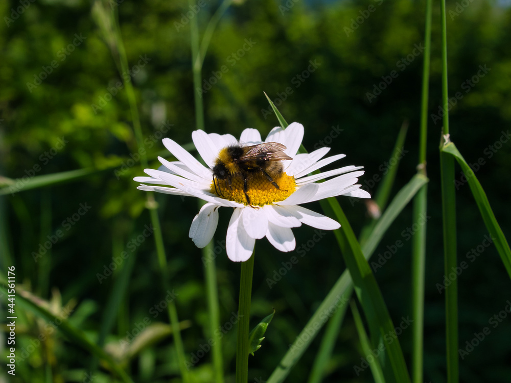 a bumblebee collecting nectar on a white flower of the species Marguerite (Leucanthemum vulgare). Focus on the foreground, green blurred background a bumblebee collecting nectar on a white flower of the species Marguerite (Leucanthemum vulgare). Focus on the foreground, green blurred background