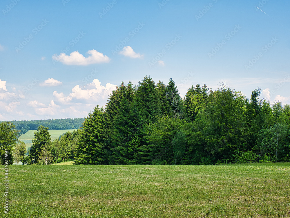 Trees and meadow at woodland edge, on a sunny day