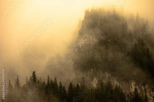 Landscape with fir trees, fog, from Maramures (Transylvania, Romania) © AlexandruClaudiu