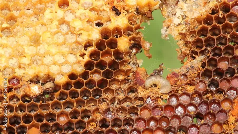 The wax moth is a parasite of bees.
The wax moth multiplies rapidly. Its larvae eat wax, pollen, bee bread and honey.
Used in alternative medicine. The wax moth is a parasite of bees.
The wax moth multiplies rapidly. Its larvae eat wax, pollen, bee bread and honey.
Used in alternative medicine.