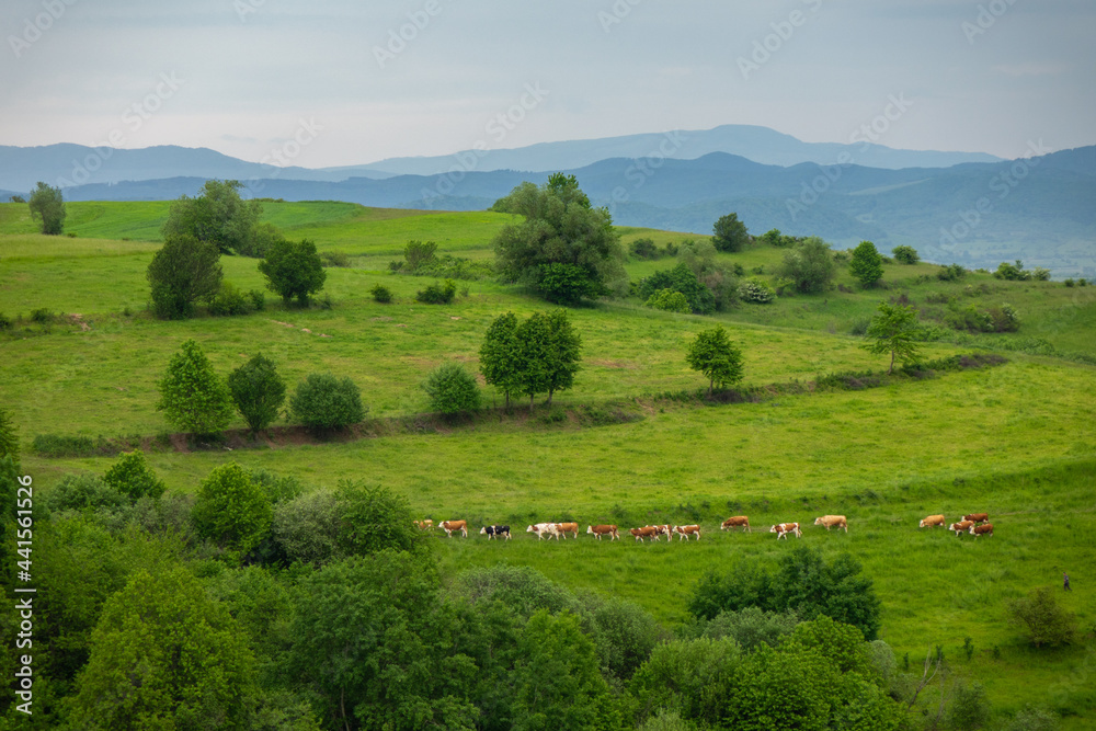 Specific rural landscape in Transylvania (Romania)	