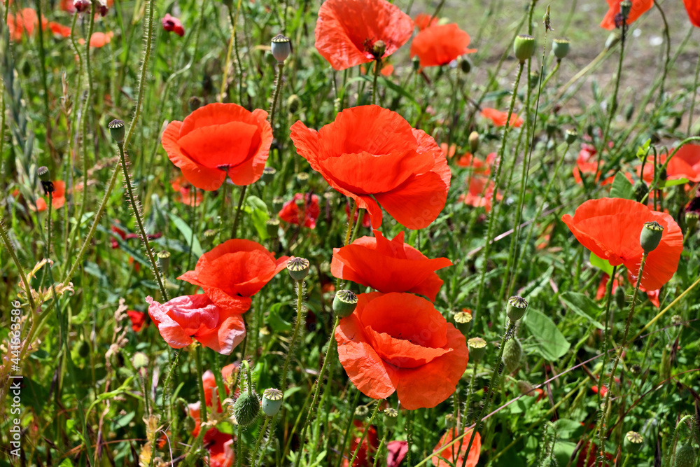 Obraz premium Klatschmohn (Papaver rhoeas)