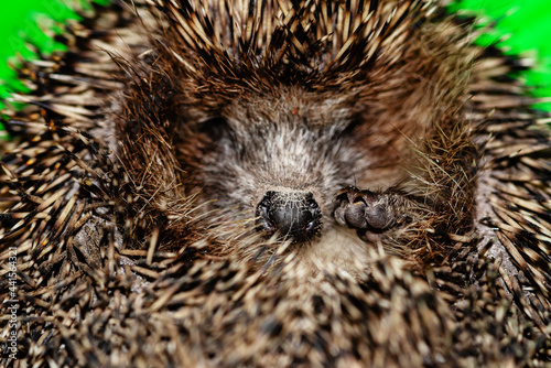 close-up hedgehog, curled up into a ball