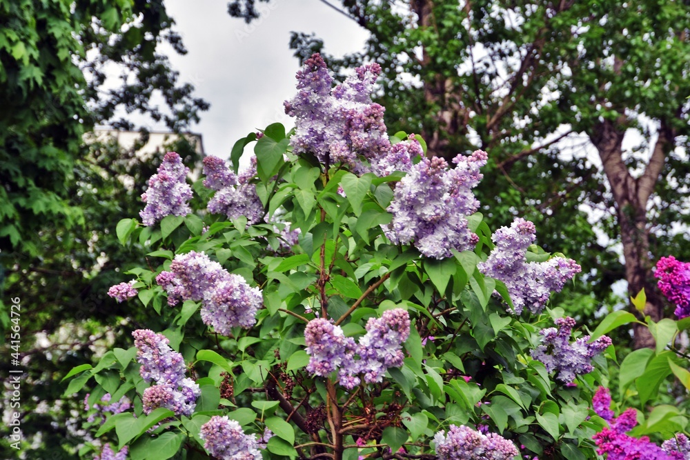 Obraz premium lilac flowers in the garden
