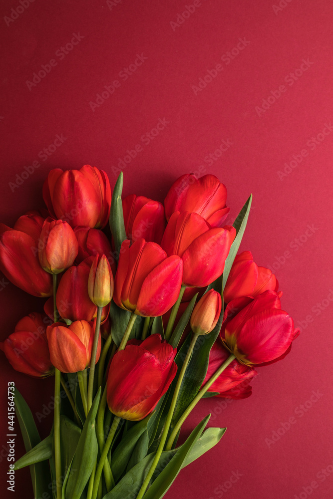 Creative layout made with tulip flowers on bright white red background. Flat lay. Spring minimal concept.