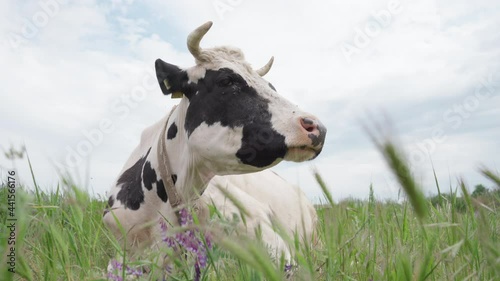 Black And White Dairy Cow Lying In The Meadow and Chewing Cud. Cattle in Pasture. 4k photo