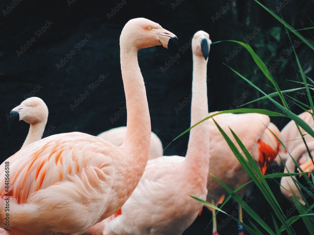Naklejka premium Flamingos 