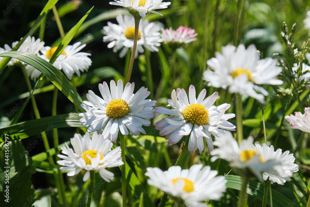 Fototapeta premium White beautiful sunny daisies in the garden. view of small flowers from the top