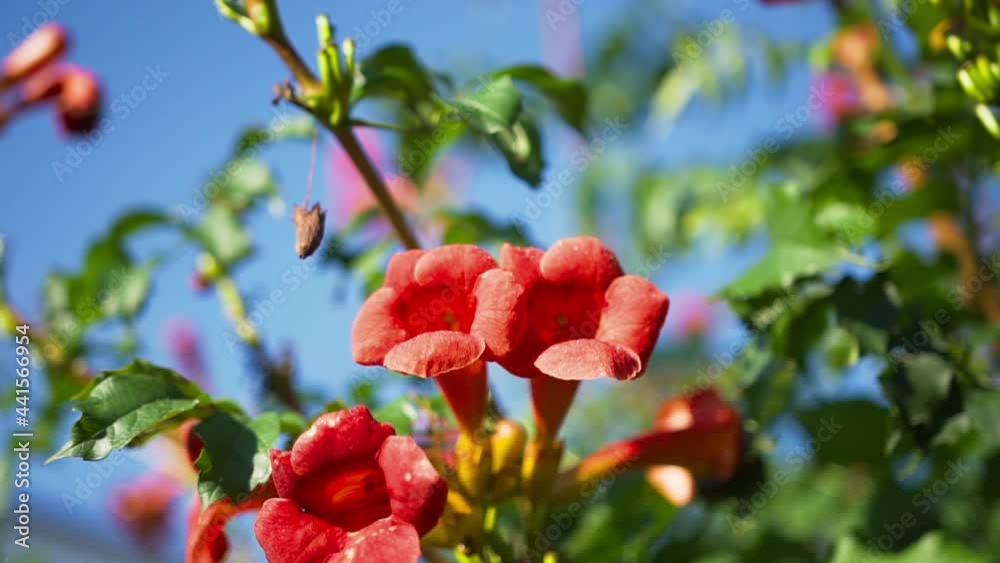 Green fresh flowering bush. Bright orange-pink flowers in form of tube of decorative organic bush on background of sky. Bee pollinates stamen and flies out of flower. Yard design with plants Green fresh flowering bush. Bright orange-pink flowers in form of tube of decorative organic bush on background of sky. Bee pollinates stamen and flies out of flower. Yard design with plants