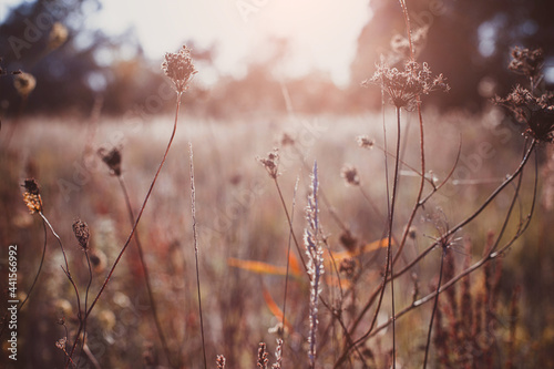 Autumn wild grass on a meadow in the rays of the golden hour sun. Seasonal romantic artistic vintage autumn field landscape wildlife background with morning sunlight