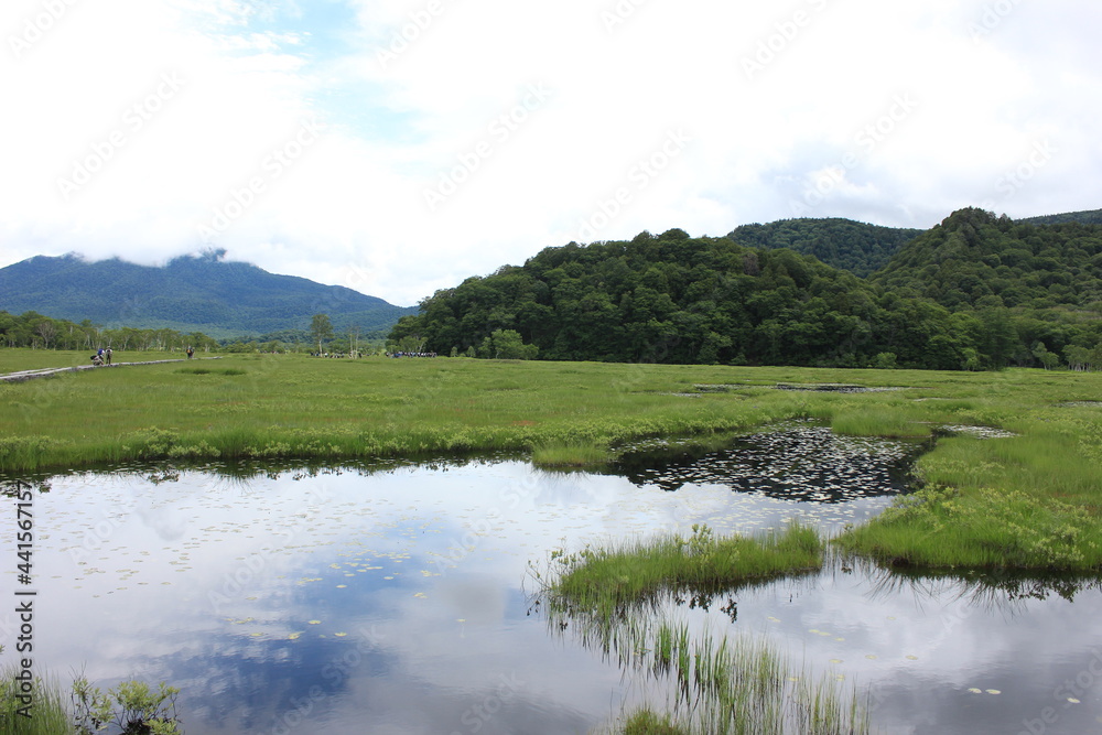 Fototapeta premium 夏の尾瀬ヶ原。鏡のような池塘。
