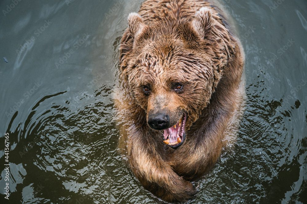 aggressive looking syrian brown bear playing in water of Tierpark Goldau aggressive looking syrian brown bear playing in water of Tierpark Goldau