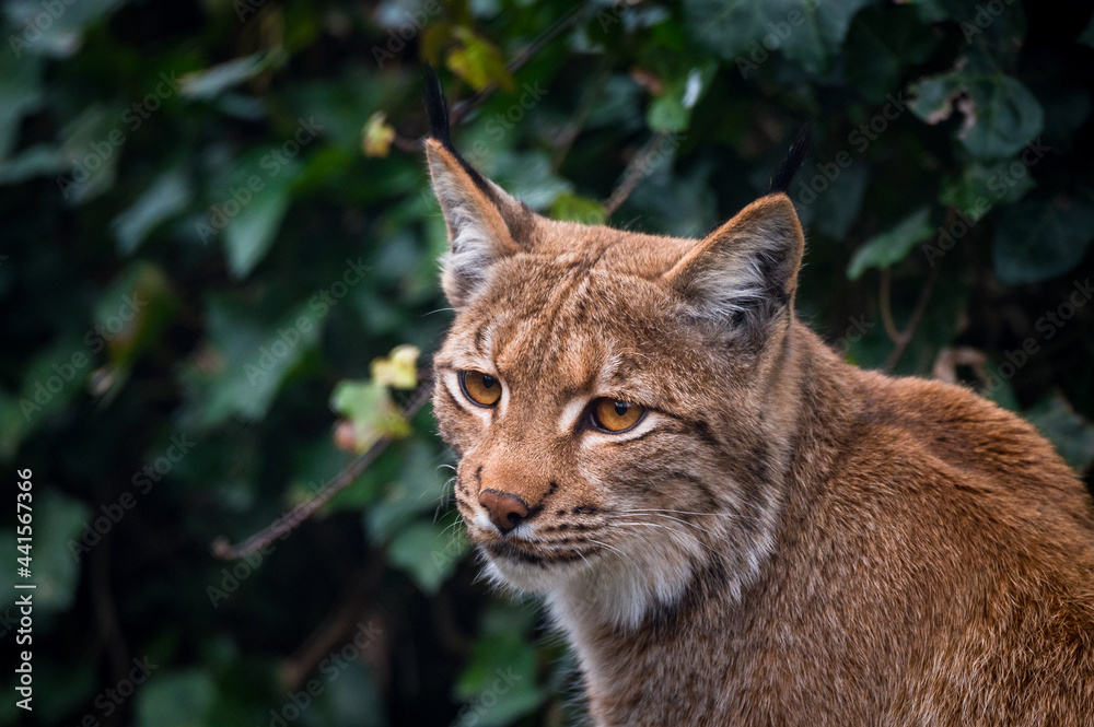 portrait of a beautiful young lynx in Tierpark Goldau portrait of a beautiful young lynx in Tierpark Goldau