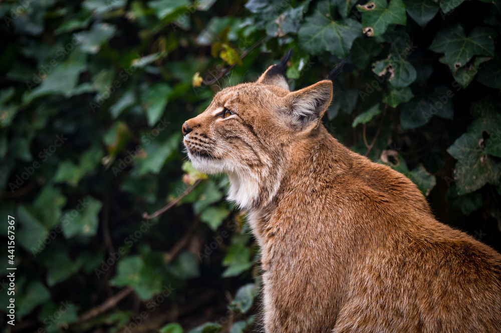 portrait of a beautiful young lynx in Tierpark Goldau portrait of a beautiful young lynx in Tierpark Goldau