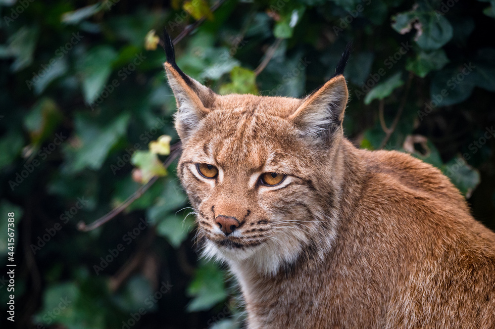 portrait of a beautiful young lynx in Tierpark Goldau portrait of a beautiful young lynx in Tierpark Goldau