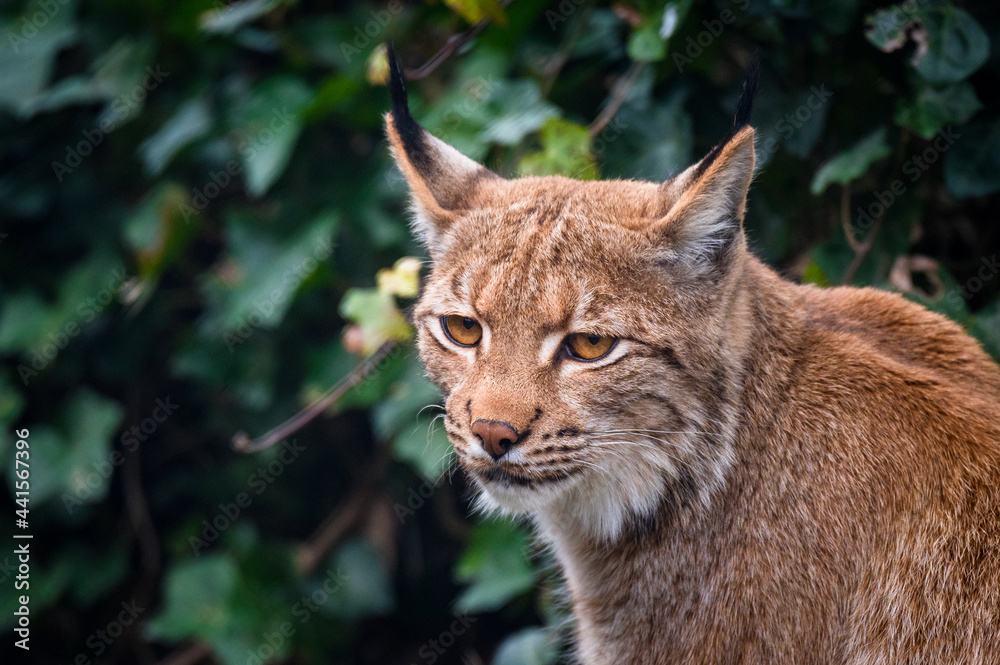 portrait of a beautiful young lynx in Tierpark Goldau portrait of a beautiful young lynx in Tierpark Goldau