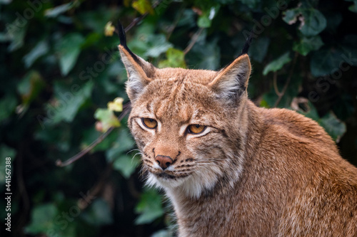 portrait of a beautiful young lynx in Tierpark Goldau