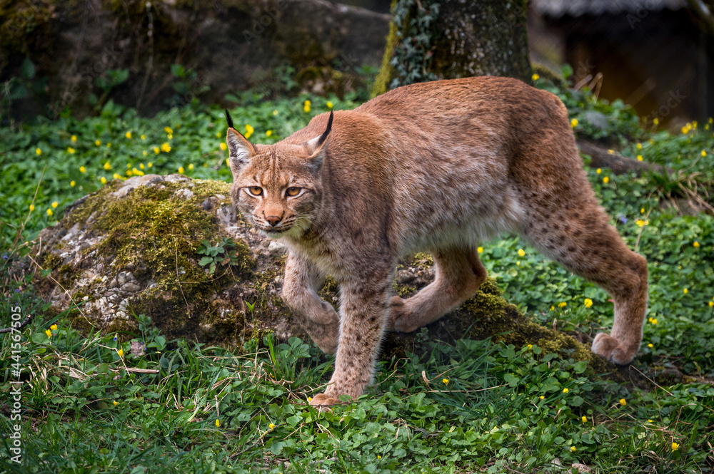 beautiful young lynx in Tierpark Goldau beautiful young lynx in Tierpark Goldau