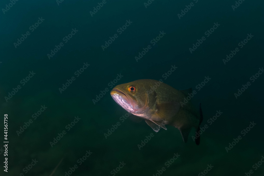 Naklejka premium Smallmouth bass swimming in a Michigan inland lake.