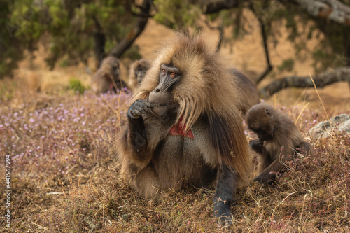 Gelada Baboon - Theropithecus gelada, beautiful ground primate from Simien mountains, Ethiopia. photo