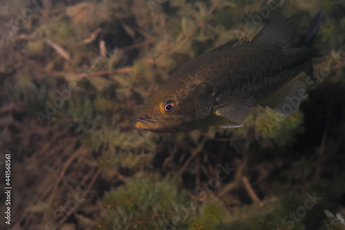 Smallmouth bass swimming in a Michigan inland lake.