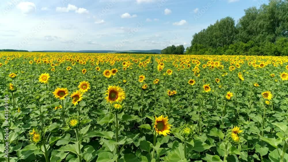 Beautiful ripe sunflowers on the farm field. The concept of seasonal work and harvest. High sunflowers, the clear blue sky on the background. Close-up. High quality. 4k footage.