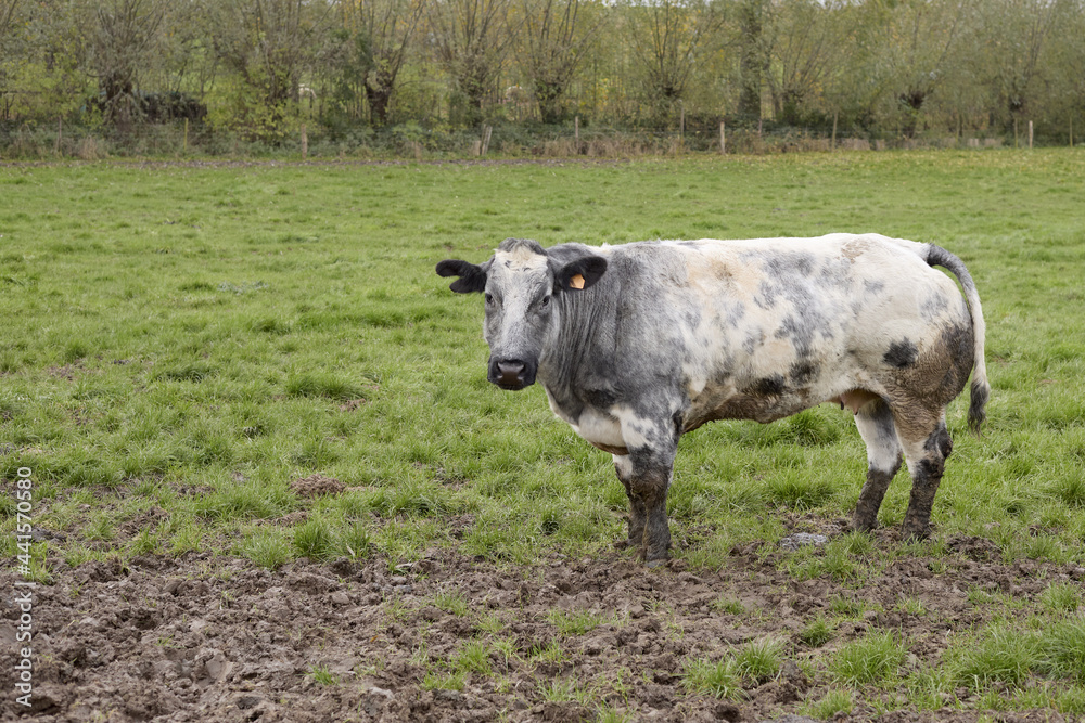 Cow in the meadow sunk in the mud Cow in the meadow sunk in the mud