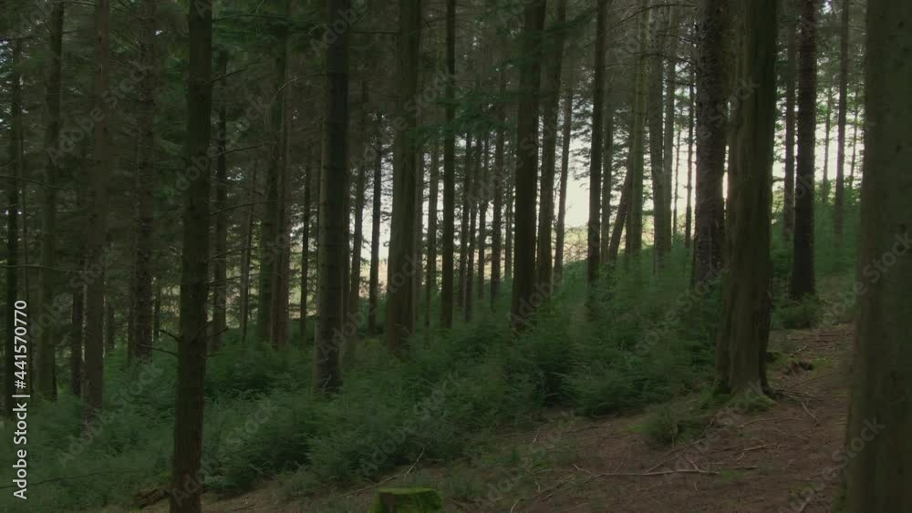 Forest in Lake District National Park, Cumbria, UK Forest in Lake District National Park, Cumbria, UK