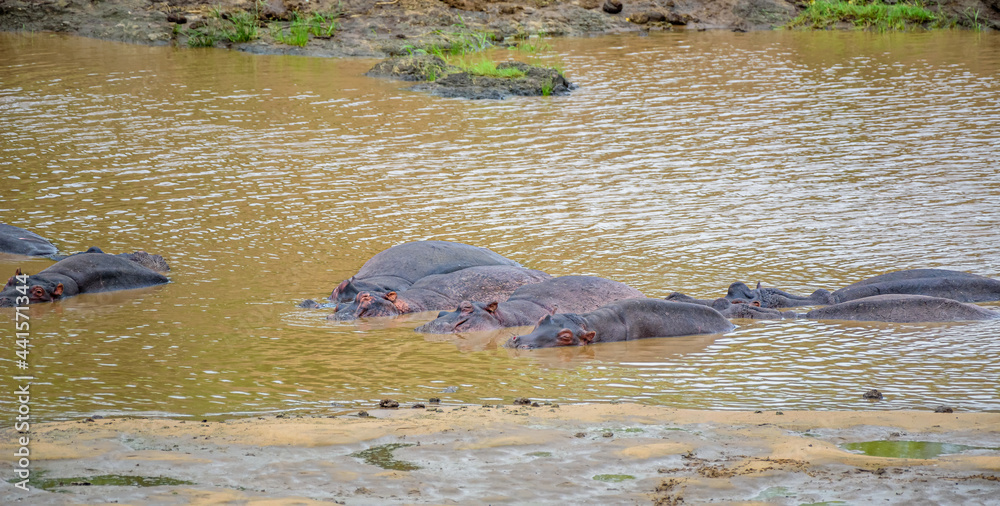 Fototapeta premium The hippopotamus in Kruger Park in South Africa.