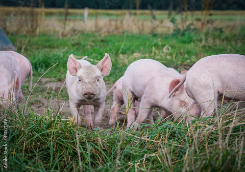 Glückliche Ferkel - alternative Freilandhaltung von Aufzucht der Ferkel auf einer Weide. Landwirtschaftliches Symbolfoto. photo