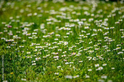 green grass in the garden